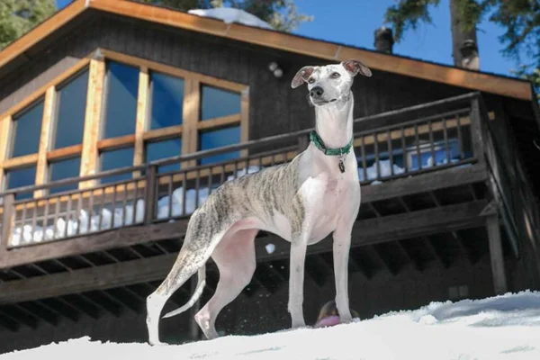 Whippet 1vettop% Whippet
