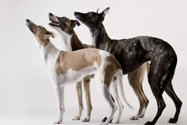 Whippet 2vettop% Whippet