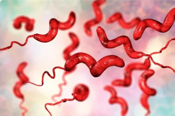 Compreendendo a Campilobacteriose 2vettop% campilobacteriose