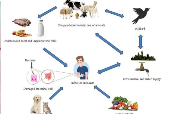 Compreendendo a Campilobacteriose 1vettop% campilobacteriose