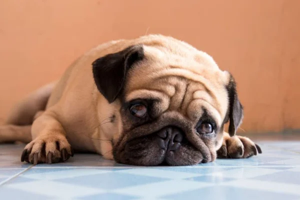 Balanopostite em cachorro