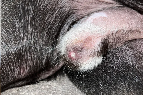 Balanopostite em cachorro: o que você precisa saber 1vettop% Balanopostite em cachorro