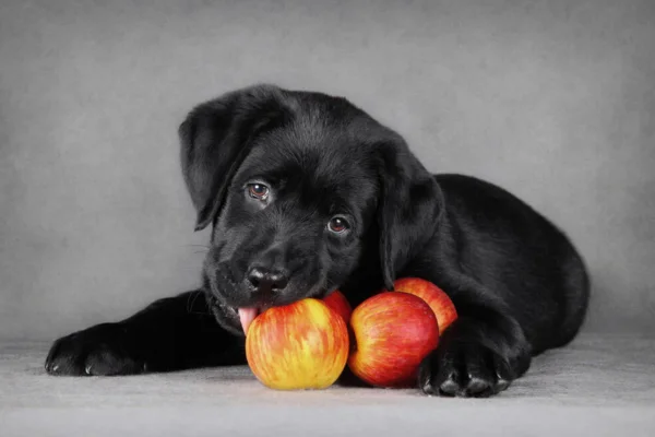 Cachorro Pode Comer Maçã 2vettop% Cachorro Pode Comer Maçã
