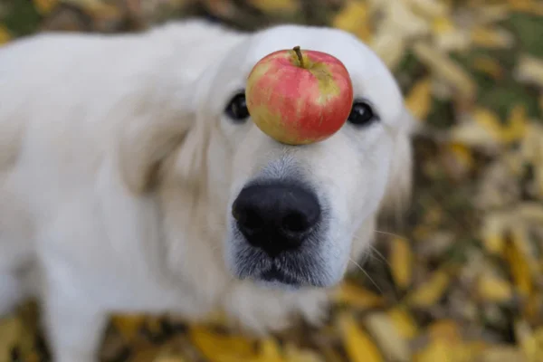 Cachorro Pode Comer Maçã