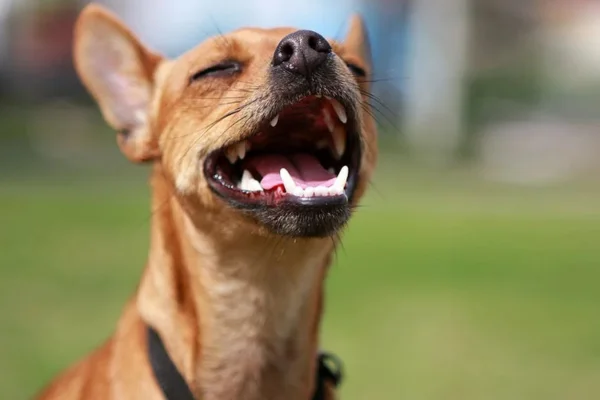 Cachorro com rouquidão