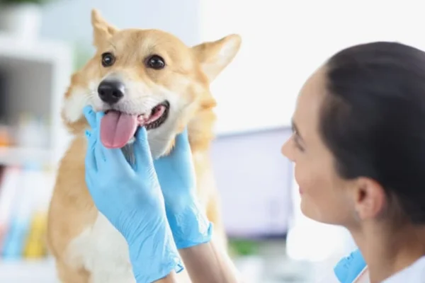 Cachorro com rouquidão - Principais causas e cuidados 2vettop% Cachorro com rouquidão