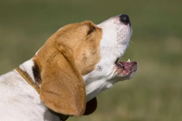 Cachorro com rouquidão - Principais causas e cuidados 1vettop% Cachorro com rouquidão