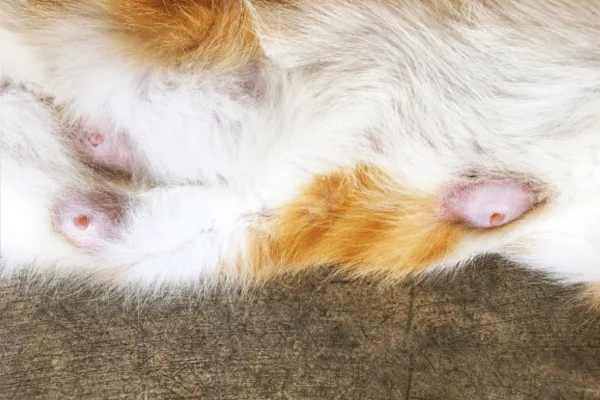 O Que Você Precisa Saber Sobre o Câncer de Mama em Gatos 1vettop% Câncer de Mama em Gatos