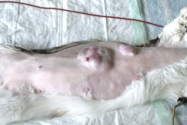 O Que Você Precisa Saber Sobre o Câncer de Mama em Gatos 2vettop% Câncer de Mama em Gatos