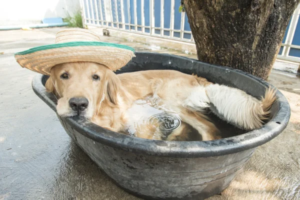 Como Manter Seu Cachorro Refrescado nos Dias Quentes 2vettop% Como Manter Seu Cachorro Refrescado nos Dias Quente