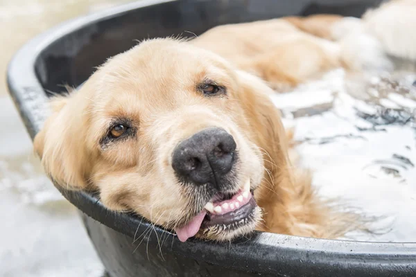Como Manter Seu Cachorro Refrescado nos Dias Quentes 1vettop% Como Manter Seu Cachorro Refrescado nos Dias Quente