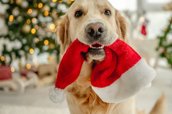 Dicas para um Natal em segurança com o seu cão 2vettop% Dicas para um Natal em segurança com o seu cão