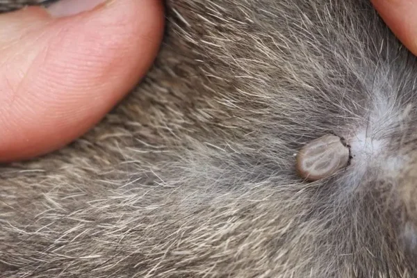 Gatos Podem Pegar Carrapatos? 2vettop% Gatos Podem Pegar Carrapatos