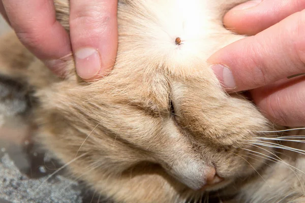 Gatos Podem Pegar Carrapatos? 1vettop% Gatos Podem Pegar Carrapatos