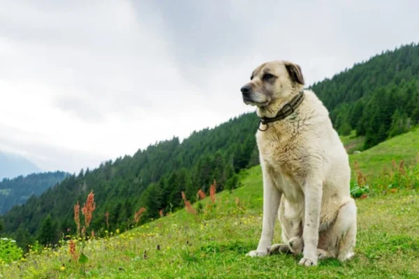 Kangal Turco: tudo sobre o cachorro da mordida mais forte