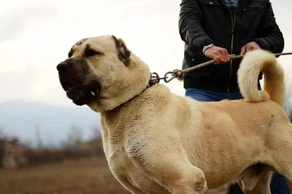 Kangal Turco: tudo sobre o cachorro da mordida mais forte 1vettop% Kangal Turco: tudo sobre o cachorro da mordida mais forte