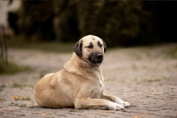 Kangal Turco: tudo sobre o cachorro da mordida mais forte 2vettop% Kangal Turco: tudo sobre o cachorro da mordida mais forte