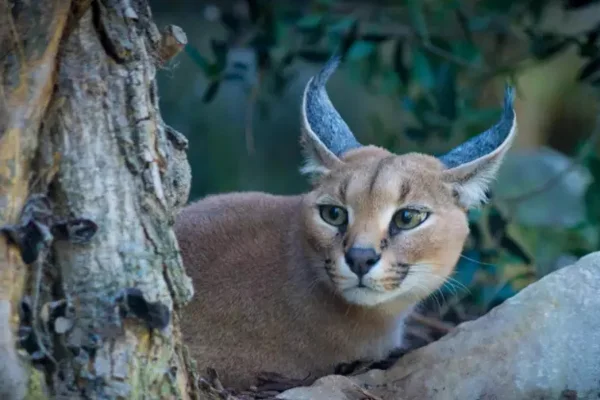Pumba Caracal Pumba Caracal
