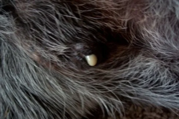 Secreção no pênis do cachorro é normal? ( esmegma ) 1vettop% esmegma