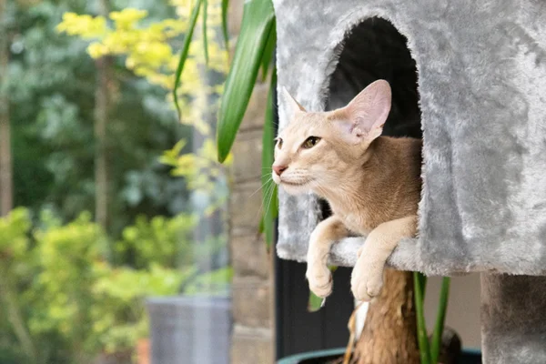 Casinha para gatos: é necessário providenciar uma para o seu bichano? 2vettop% Casinha para gatos é necessário providenciar uma para o seu bichano