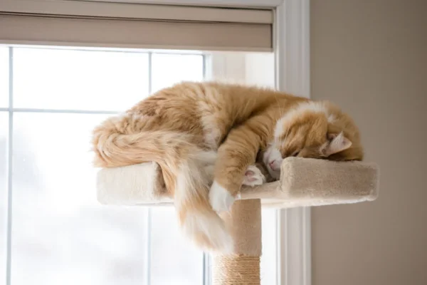 Casinha para gatos: é necessário providenciar uma para o seu bichano? 1vettop% Casinha para gatos é necessário providenciar uma para o seu bichano