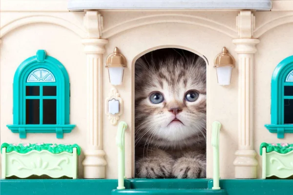 Casinha para gatos é necessário providenciar uma para o seu bichano
