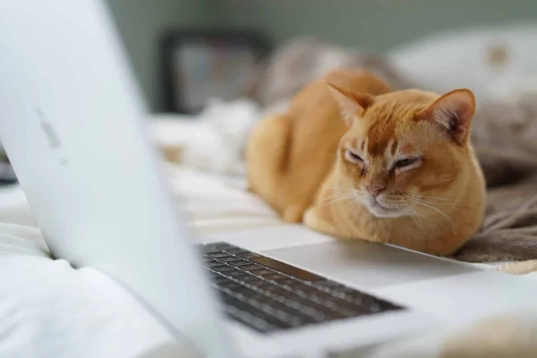 Filme para assistir com meu gato 2vettop% Filme para assistir com meu gato (2)