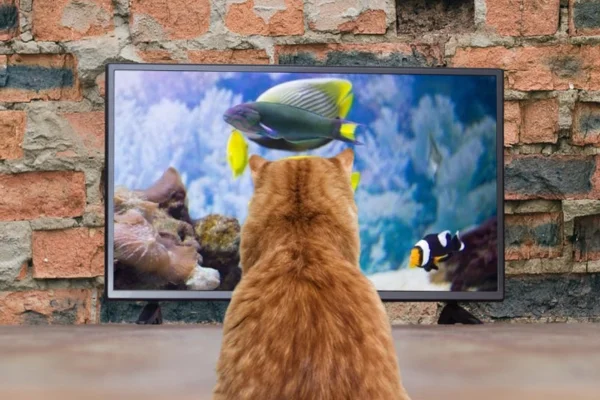Filme para assistir com meu gato 1vettop% Filme Para Assistir Com Meu Gato - Vettop Vida Animal Nada como curtir uma sessão de cinema no conforto do lar, certo? Melhor ainda se o seu companheiro de sofá for o seu gato! Enquanto você relaxa, ele pode se...