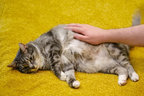 Gato com barriga dura e inchada o que será (1)