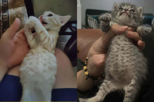 Gato com barriga dura e inchada: o que será? 1vettop% Gato com barriga dura e inchada o que será (1)