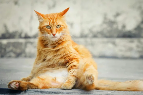 Gato com barriga dura e inchada: o que será? 2vettop% Gato com barriga dura e inchada o que será (1)