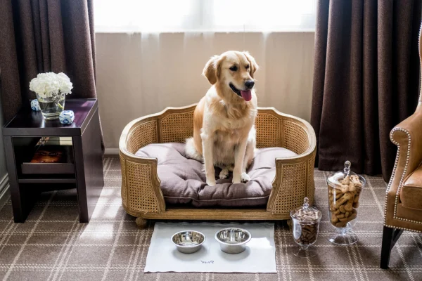 Os Melhores Hotéis em Florianópolis que Aceitam Pets 2vettop% Os Melhores Hotéis em Florianópolis que Aceitam Pets (1)