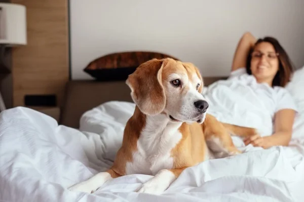 Os Melhores Hotéis em Florianópolis que Aceitam Pets 1vettop% Os Melhores Hotéis em Florianópolis que Aceitam Pets (1)