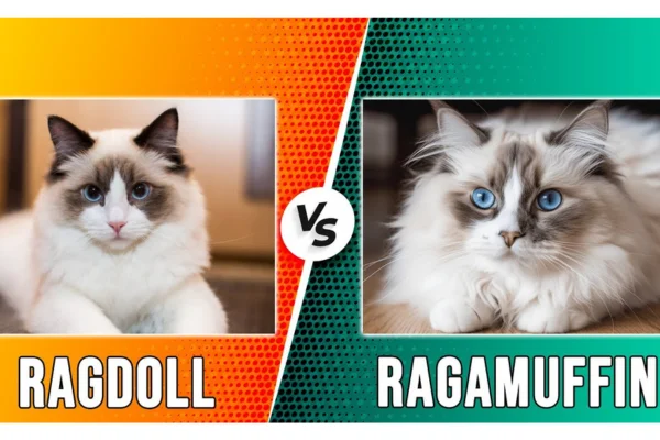 Ragdoll vs Ragamuffin