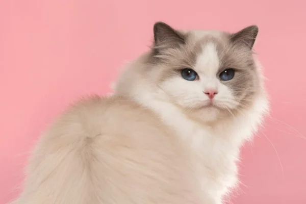 Ragdoll vs Ragamuffin Cat 1vettop% Ragdoll vs Ragamuffin