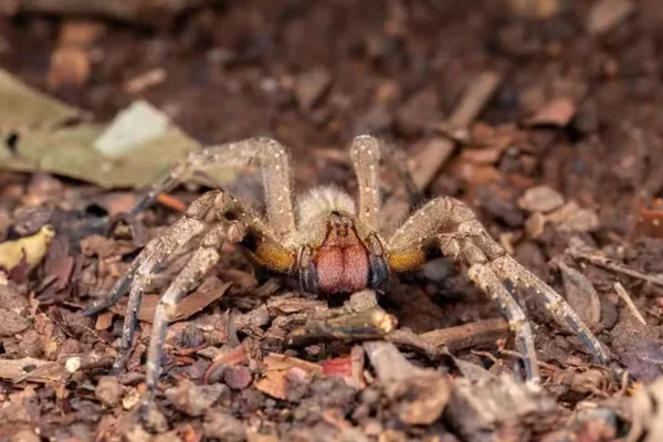 Aranha Armadeira é Venenosa ? 1vettop% A aranha armadeira é venenosa?