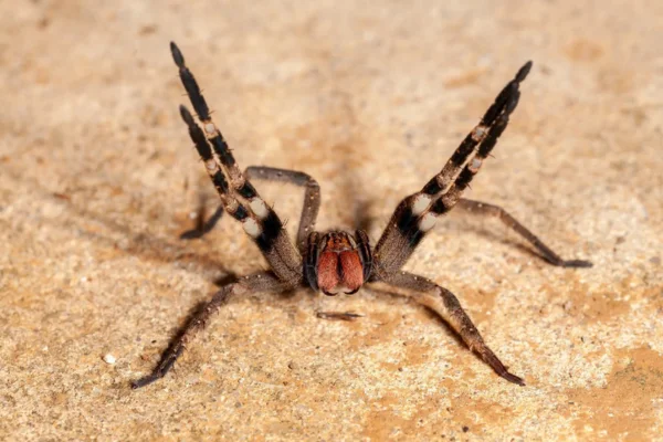 Aranha Armadeira é Venenosa ? 2vettop% A aranha armadeira é venenosa?