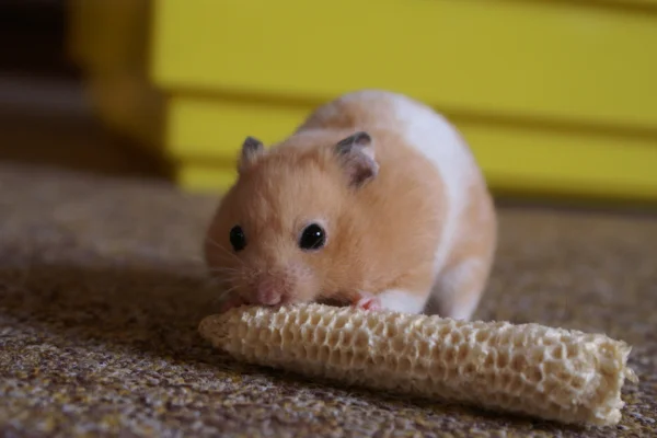 Os animais mais fofos do mundo 15vettop% hamster