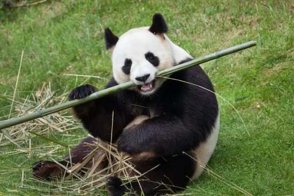 Os animais mais fofos do mundo 16vettop% Panda-gigante (Ailuropoda melanoleuca)