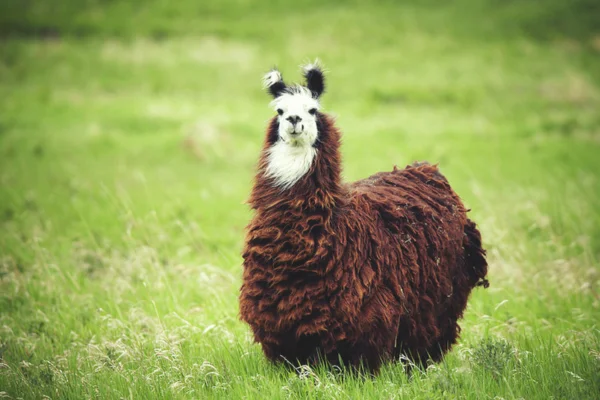 Os animais mais fofos do mundo 14vettop% Alpaca (Vicugna pacos)