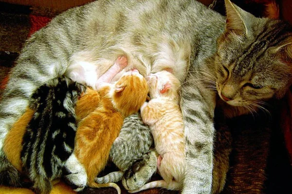 Alterações na Cor do Pelo dos Gatos 9vettop% Alterações na Cor do Pelo dos Gatos (1)