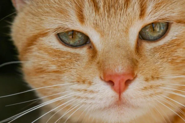 Alterações na Cor do Pelo dos Gatos 1vettop% Alterações na Cor do Pelo dos Gatos (1)
