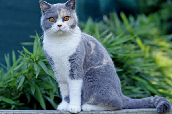 Alterações na Cor do Pelo dos Gatos 2vettop% Alterações na Cor do Pelo dos Gatos