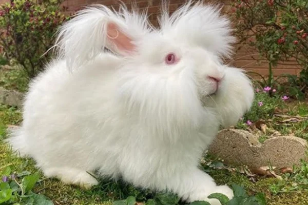 Os animais mais fofos do mundo 1vettop% Angora rabbit (Oryctolagus cuniculus)
