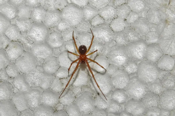 Aranha Caseira Vermelha 1vettop% Aranha Caseira Vermelha (1)