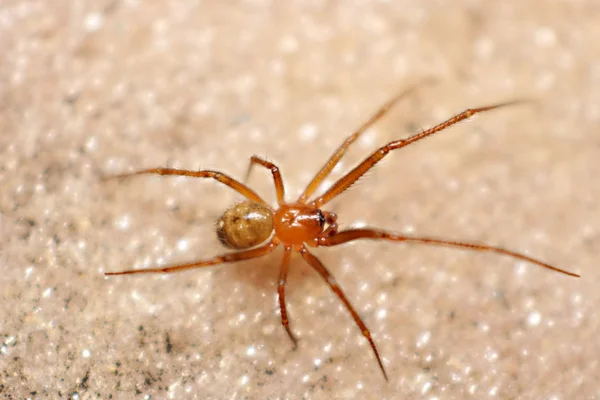 Aranha Caseira Vermelha 2vettop% Aranha Caseira Vermelha2