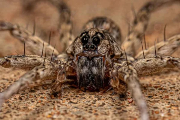 A Aranha-Lobo 2vettop% Aranha Lobo (1)