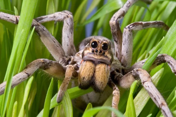 A Aranha-Lobo 1vettop% Aranha Lobo
