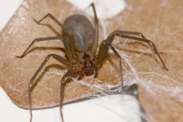 Aranha Marrom 1vettop% Aranha Marrom (1)