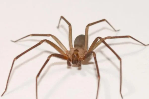 Aranha Marrom 2vettop% Aranha Marrom (2)